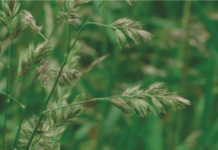 Pasto Ovillo, Un Viejo Amigo AGROCOLUN-53-agricola-imagen-0