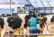 Mano de Obra. Un Eslabón Hacia un Lechero Exitoso AGROCOLUN-53-calidad-de-leche-imagen-1