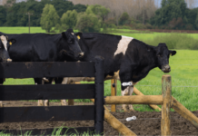 Consideraciones Generales en la Elección de Sistema de Partos AGROCOLUN-53-gestion-imagen-1