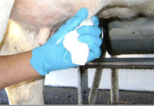 Herramientas de Laboratorio para Mantener y Mejorar su Calidad de Leche