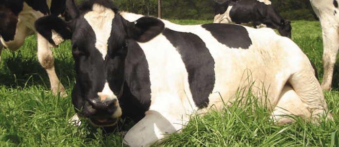 AGROCOLUN 54: Una Mirada a la Percepción de los Consumidores sobre el Bienestar Animal de los Sistemas Productivos con Animales
