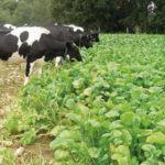 Costos de Materia Seca de Cultivos Suplementarios en Verano e Invierno Usados en la Zona Sur AGROCOLUN 54: Costos de Materia Seca de Cultivos Suplementarios en Verano e Invierno Usados en la Zona Sur