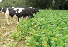 Costos de Materia Seca de Cultivos Suplementarios en Verano e Invierno Usados en la Zona Sur AGROCOLUN 54: Costos de Materia Seca de Cultivos Suplementarios en Verano e Invierno Usados en la Zona Sur