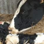 ¿Cómo Suplemento mi Preparto? AGROCOLUN 54: ¿Cómo Suplemento mi Preparto?