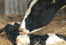 ¿Cómo Suplemento mi Preparto? AGROCOLUN 54: ¿Cómo Suplemento mi Preparto?