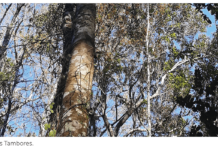 Bosques Nativos y Equilibrio de Carbono AGROCOLUN 54: Bosques Nativos y Equilibrio de Carbono