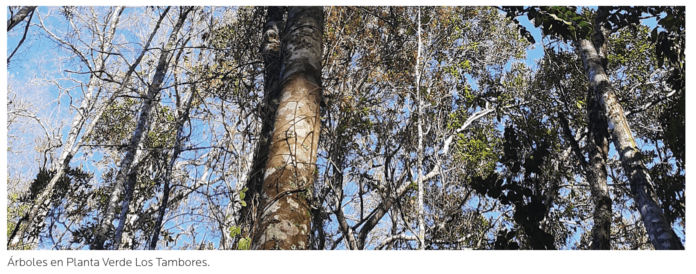 AGROCOLUN 54: Bosques Nativos y Equilibrio de Carbono