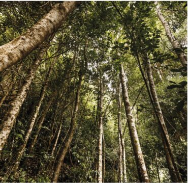AGROCOLUN 54: Bosques Nativos y Equilibrio de Carbono