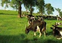 Frecuencias de Pastoreo Invernal