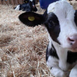 Asegurando Futuros Reemplazos Un Enfoque Práctico en el Manejo de su Crianza