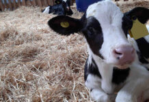 Asegurando Futuros Reemplazos Un Enfoque Práctico en el Manejo de su Crianza