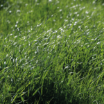 Conservación de Forrajes AGROCOLUN-55-nutricion-imagen-0