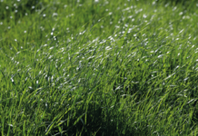 Conservación de Forrajes AGROCOLUN-55-nutricion-imagen-0