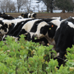 ¿Qué le Doy a Mis Vacas en el Verano? AGROCOLUN-55-agricola-1-imagen-0