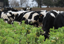 ¿Qué le Doy a Mis Vacas en el Verano? AGROCOLUN-55-agricola-1-imagen-0