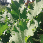 Recomendaciones Técnicas para Siembra de Cultivos Suplementarios AGROCOLUN-55-agricola-2-imagen-0