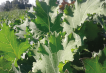 Recomendaciones Técnicas para Siembra de Cultivos Suplementarios AGROCOLUN-55-agricola-2-imagen-0