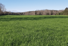 Uso Estratégico de Nitrógeno en Praderas AGROCOLUN-55-agricola-imagen-0