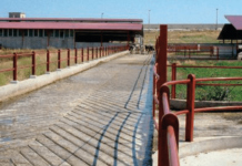 Importancia de Construir con Bienestar en los Predios Lecheros AGROCOLUN-55-bienestar-animal-imagen-0