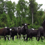 Gestionando su Negocio Lechero: ¿Cómo Ajusto Carga Animal para más Eficiente? AGROCOLUN-55-gestion-imagen-0