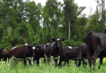 Gestionando su Negocio Lechero: ¿Cómo Ajusto Carga Animal para más Eficiente? AGROCOLUN-55-gestion-imagen-0