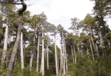 Biodiversidad y Ecosistemas Biodiversidad y Ecosistemas