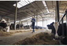 Recomendaciones Generales Sobre Infraestructura en Lecherías Considerando Bienestar RECOMENDACIONES GENERALES SOBRE INFRAESTRUCTURA EN LECHERÍA CONSIDERANDO BIENESTAR