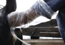 AGROCOLUN | Revista AGROCOLUN | COLUN