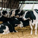 ¿Qué Podemos Hacer para Mejorar la Eficiencia en el Uso de los Suplementos Concentrados?