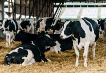 ¿Qué Podemos Hacer para Mejorar la Eficiencia en el Uso de los Suplementos Concentrados?