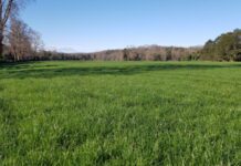 Estrategias de Fertilización Nitrogenada de Otoño en Praderas