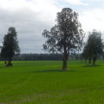 Establecimientos de Otoño ¿Que Hago Ahora?