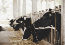 Conductas de Alimentación en Vacas Lecheras AGROCOLUN 58: Conductas de Alimentación en Vacas Lecheras