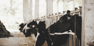 AGROCOLUN 58: Conductas de Alimentación en Vacas Lecheras