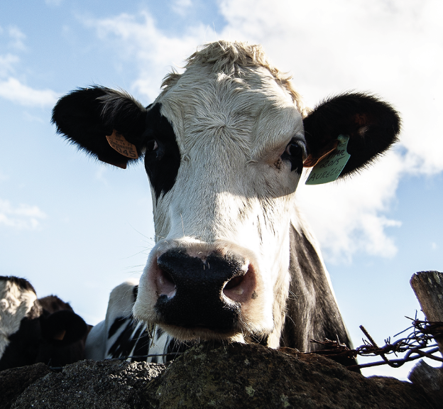 AGROCOLUN 58: Conductas de Alimentación en Vacas Lecheras