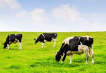 Nano Energy: Una Revolución en la Nutrición Vegetal AGROCOLUN 58: Nano Energy: Una Revolución en la Nutrición Vegetal