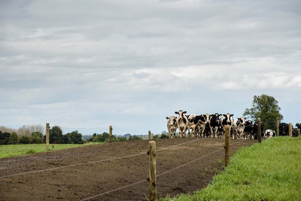 AGROCOLUN | Sistemas Productivos y su Relación con Comportamiento de las Vacas Lecheras | AGROCOLUN | Edición 59 | Edición 59
