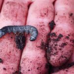 Hablemos de Cuncunilla Negra AGROCOLUN 60 | Cuncunilla Negra | Agrícola