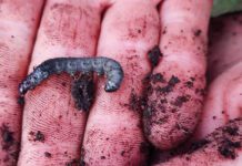 Hablemos de Cuncunilla Negra AGROCOLUN 60 | Cuncunilla Negra | Agrícola