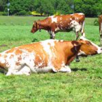 Sistemas Productivos y su Relación con Comportamiento de las Vacas Lecheras AGROCOLUN 60 | Sistemas Productivos para Vacas Lecheras | Bienestar Animal