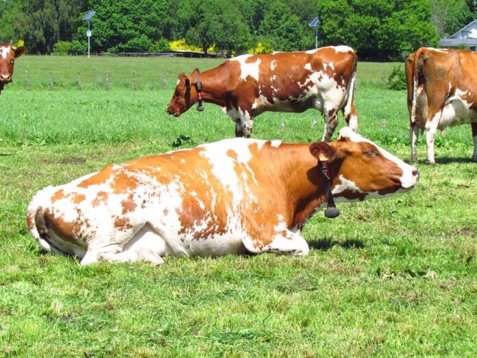 AGROCOLUN 60 | Sistemas Productivos para Vacas Lecheras | Bienestar Animal