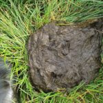 Monitoreo de las Fecas: Cuando Hay Más Razones Para Mejorar la Eficiencia en la Alimentación de las Vacas Lecheras AGROCOLUN 59 | Monitoreo de Fecas | Nutrición Animal