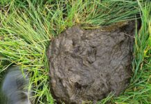 Monitoreo de las Fecas: Cuando Hay Más Razones Para Mejorar la Eficiencia en la Alimentación de las Vacas Lecheras AGROCOLUN 59 | Monitoreo de Fecas | Nutrición Animal