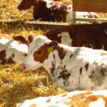 Gestión en la Ternera AGROCOLUN 60 | Gestión en la Ternera | Gestión