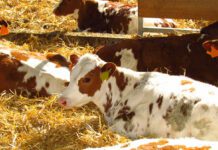 Gestión en la Ternera AGROCOLUN 60 | Gestión en la Ternera | Gestión