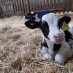 Nacimientos de Invierno . El Desafío de Vencer el Frío las Primeras Horas de Vida AGROCOLUN 60 | Nacimientos de Invierno | Crianza