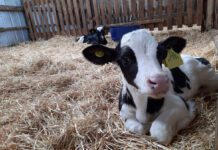 Nacimientos de Invierno . El Desafío de Vencer el Frío las Primeras Horas de Vida AGROCOLUN 60 | Nacimientos de Invierno | Crianza