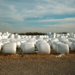 Cálculo de Cuánto Ensilaje se Necesita por Sistema Productivo AGROCOLUN 61 | Impacto de la calidad de leche en el ensilaje | Nutrición Animal