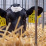 La Nutrición como Herramienta de Bienestar en Terneros Periodo Predeste AGROCOLUN 61 | La nutrición en el Bienestar Animal