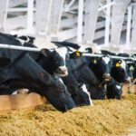 Impacto de la Calidad del Ensilaje en la Producción de Leche AGROCOLUN 61 | Impacto de la calidad del ensilaje en la producción de leche | Nutrición